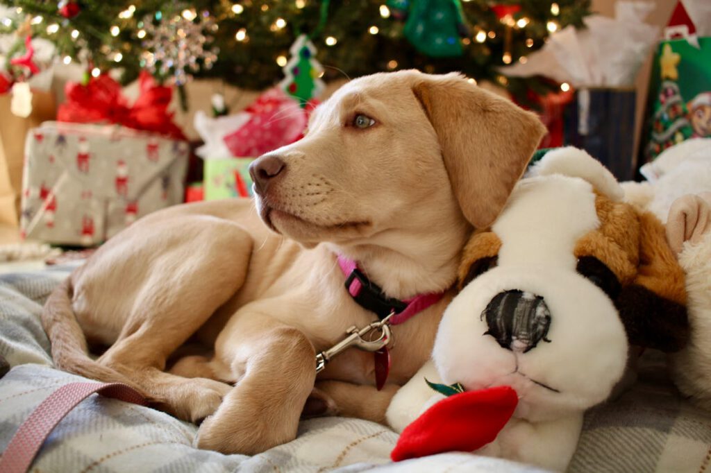 pexels-photo-29923817 Labrador puppy cuddling with stuffed toy amidst Christmas gifts and tree decorations.
